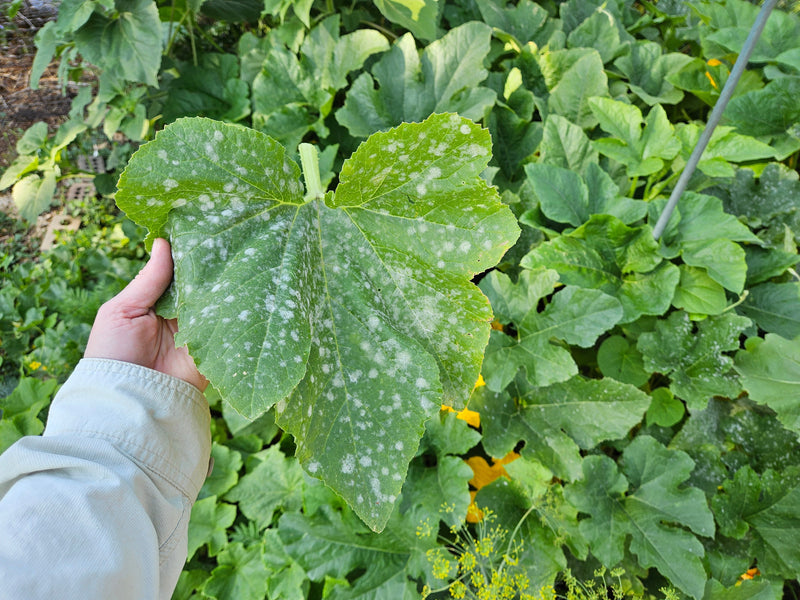 Powdery Mildew on Squash & Pumpkins