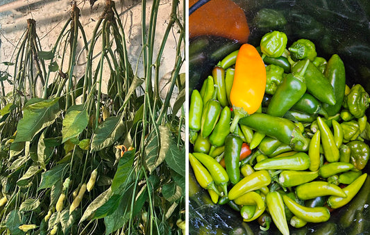 Should I harvest peppers before frost?