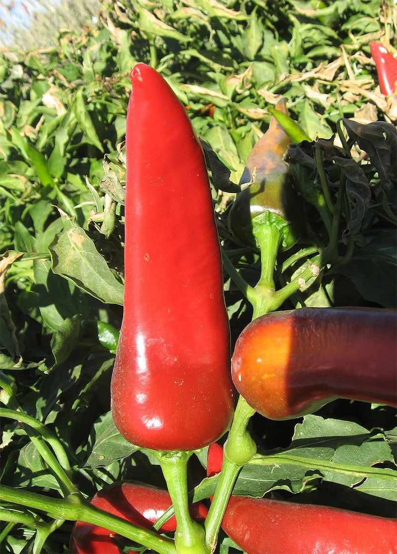 Pueblo Chile from Colorado - red Pueblo chile growing upwards

