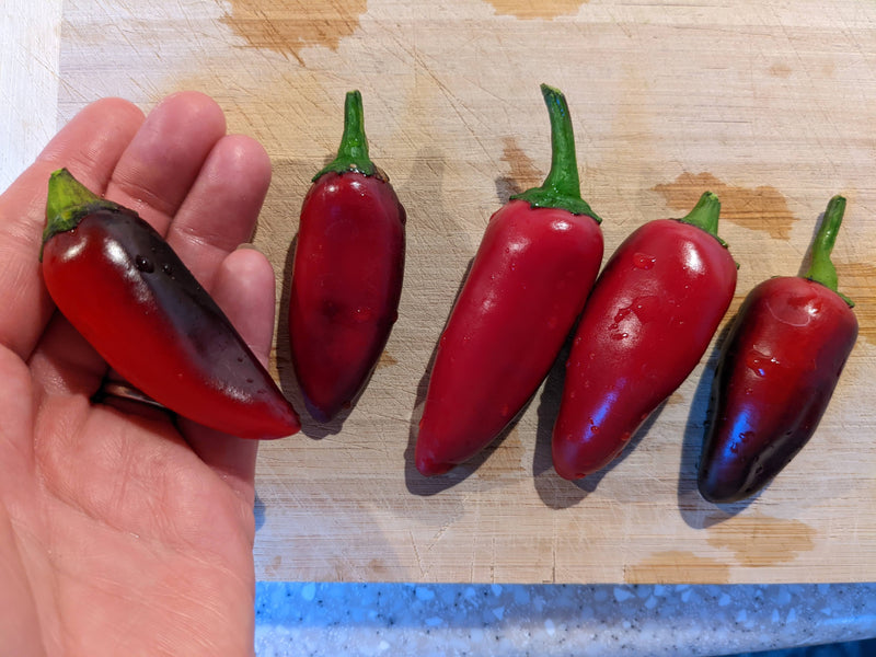 DIFFERENT TYPES OF JALAPENOS - PURPLE JALAPENO