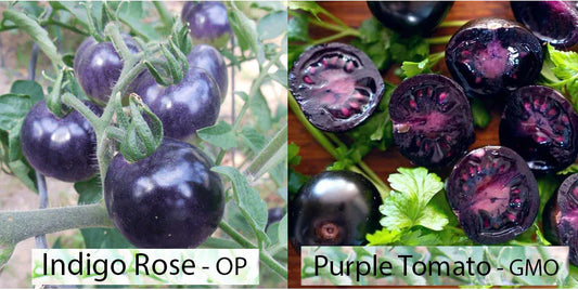 Indigo Rose tomatoes pictures on left and Purple Tomato GMO on right