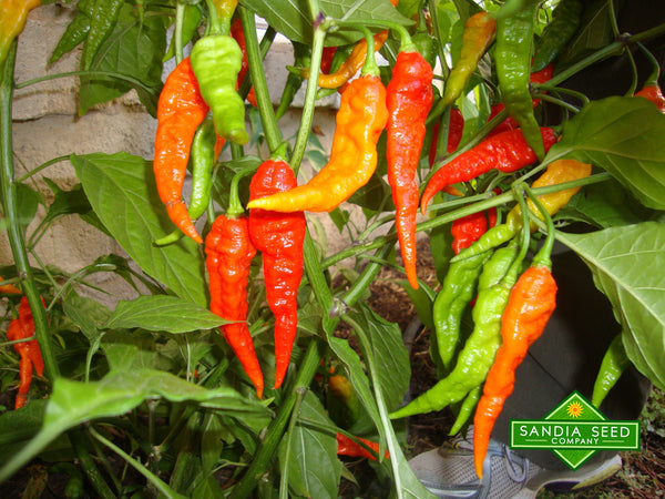 Bhut Jolokia Seeds

