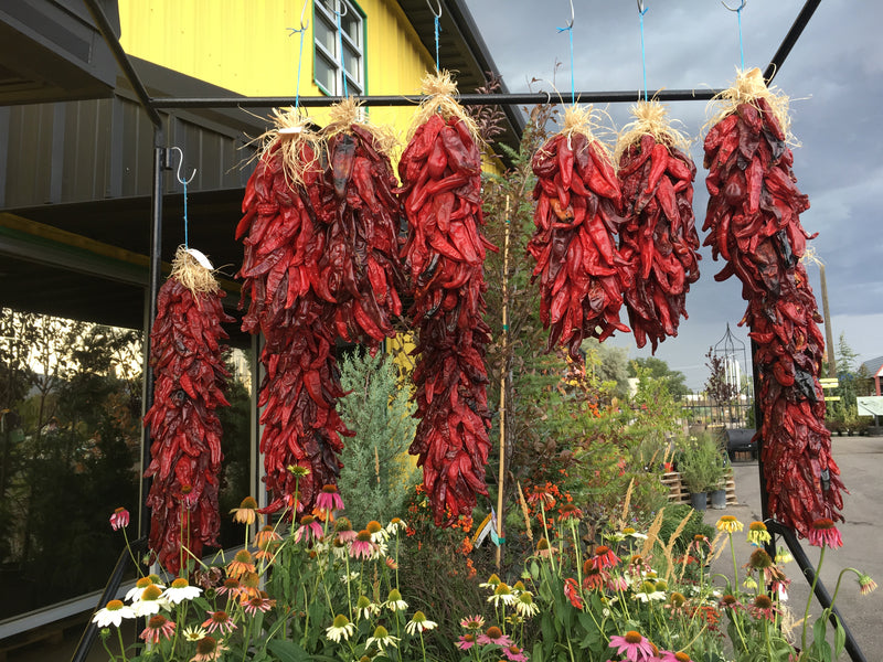 Dry your own Chillies