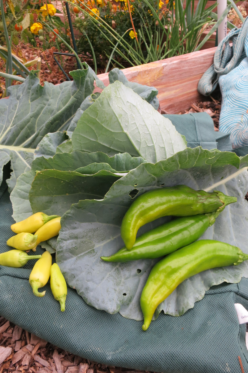 Green Chile Recipe with Collard Greens