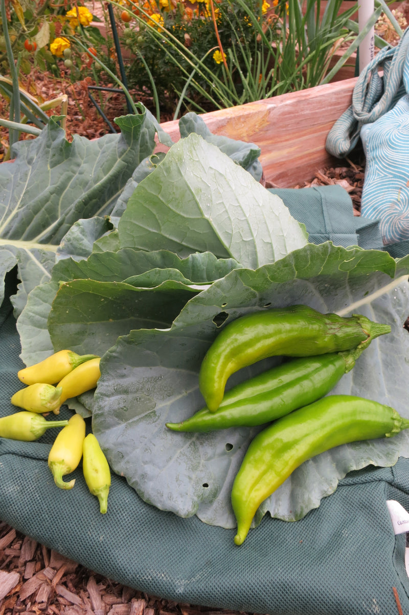 Green Chile Recipe with Collard Greens - peppers and greens from garden

