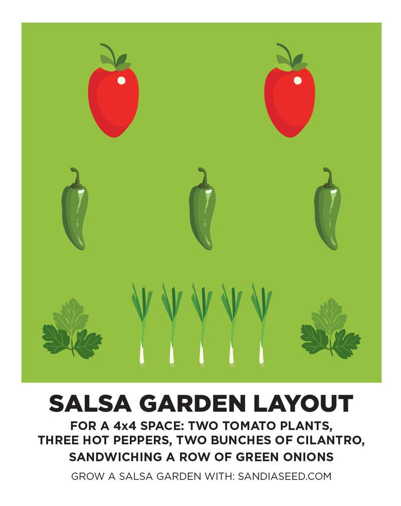 Salsa Garden Layout - Illustration of a salsa garden layout with two tomato plants, three hot peppers, two bunches of cilantro, and a row of green onions on a 4x4 space.