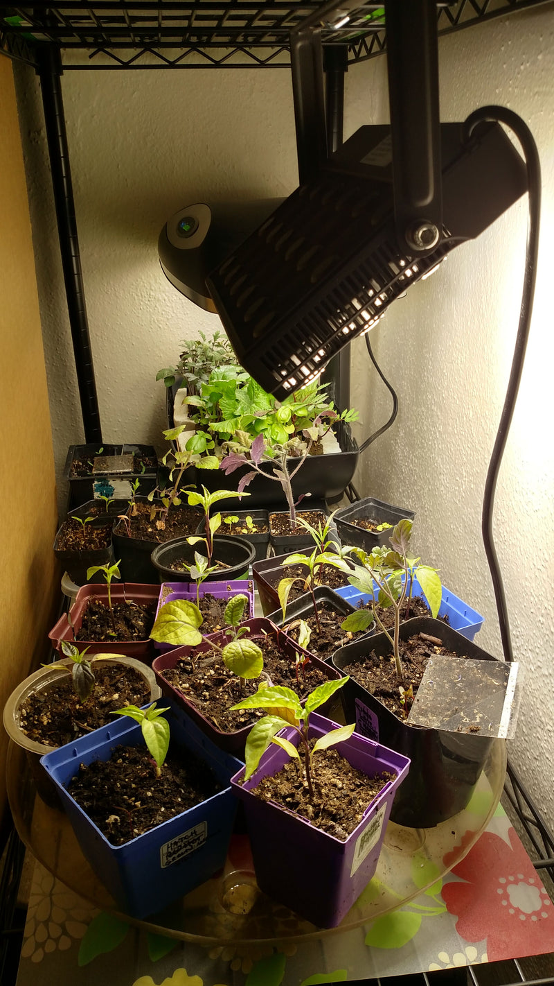 Can seedlings get too much light?