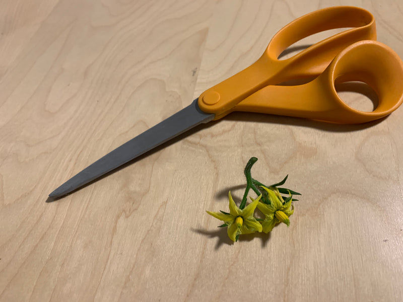 Pruning Young Tomato Plants - pruning off first blossoms