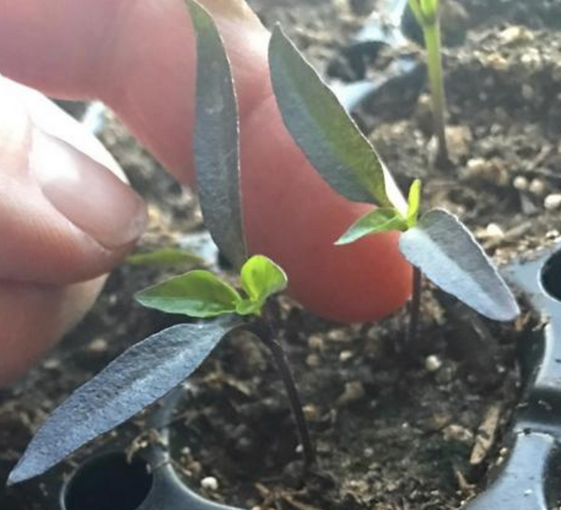 Weak Pepper Seedlings? These seedlings look healthy

