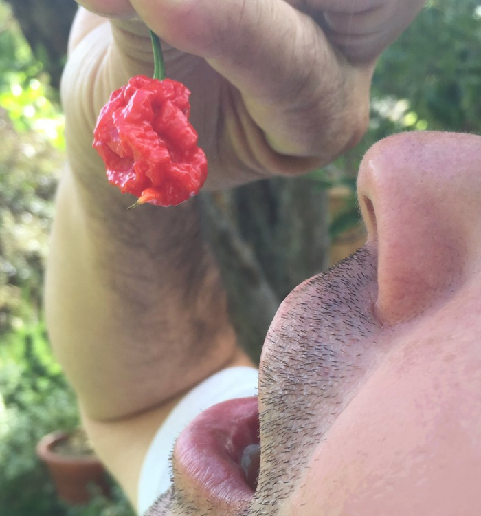 Can Eating a Carolina Reaper Kill You?