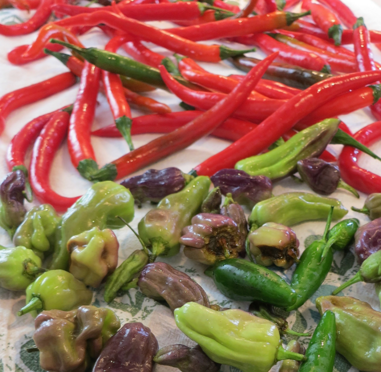 Super Hot Pepper Seeds: Cayenne and Bhut Jolokia Pepper Harvest

