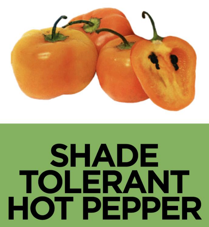 Shade Tolerant Peppers

