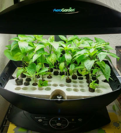 Growing Peppers Hydroponically in an Aerogarden

