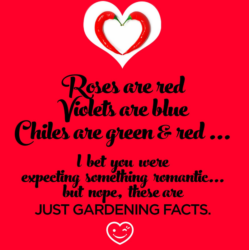 Best Gifts for Gardeners: Chile Seeds: 
Roses are red
Violets are blue
Chiles are green & red ...

l bet you were expecting something romantic...
but nope, these are just gardening facts.

