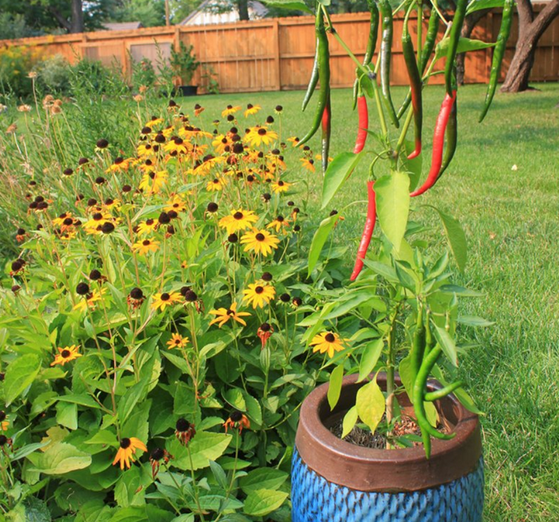 Pepper Plants are Beautiful