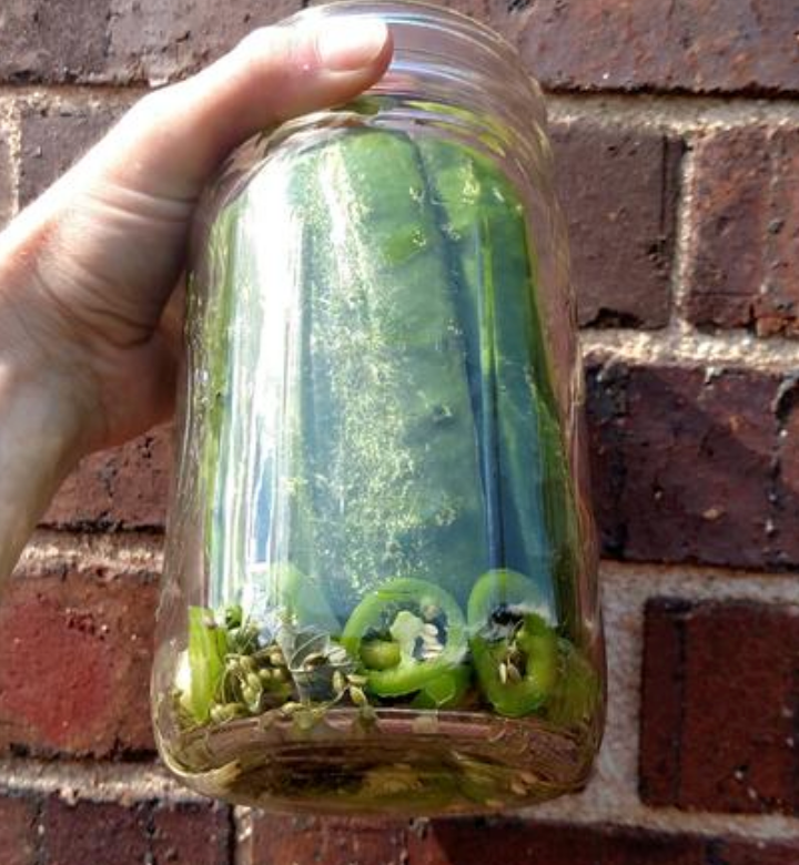 Jalapeño Pickles Recipe
