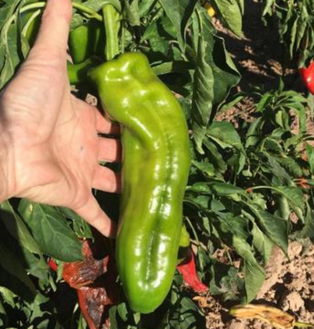 Fertilize Peppers Now - Here's How to fertilize your chile plants!