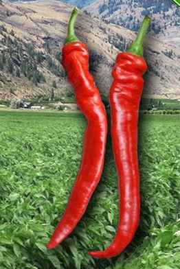 Bring Italy to your Pepper Garden with Jimmy Nardello Peppers