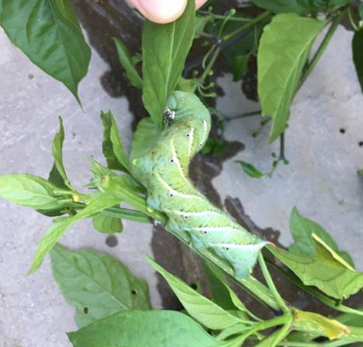 Organic Control for Tomato Hornworms on Peppers