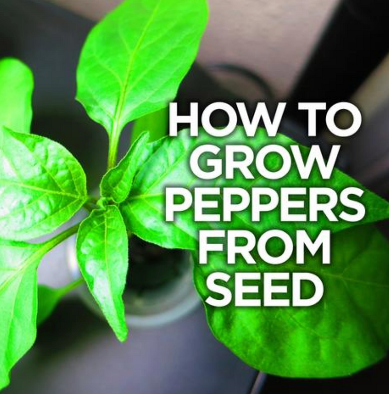 How to Germinate Pepper Seeds: How to grow Peppers from Seed

