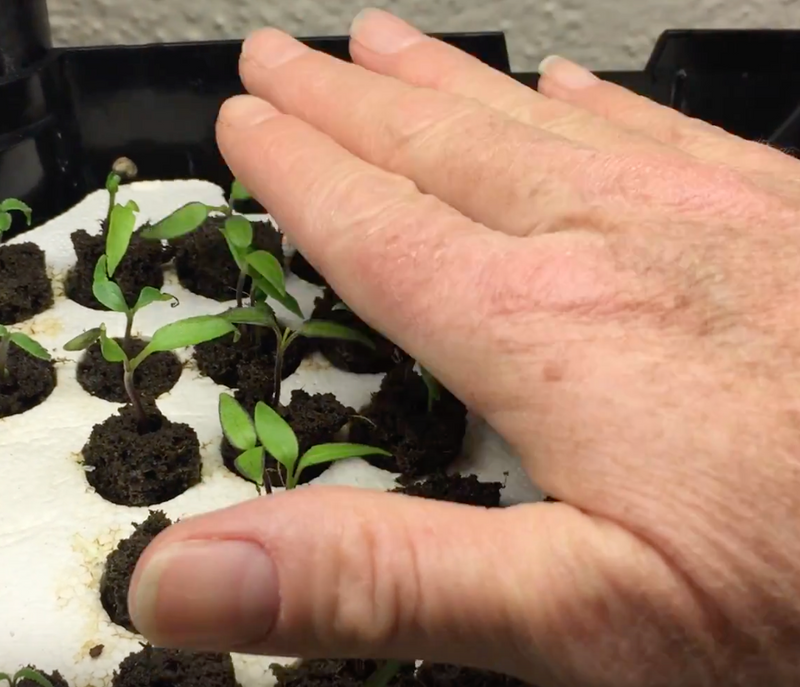 Pet your Pepper Seedlings to keep them from getting leggy

