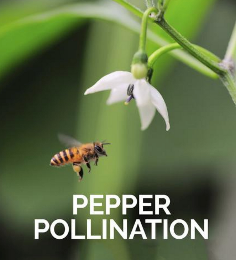 Pepper Pollination - bee pollinating pepper