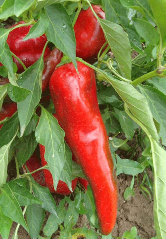 Aleppo Pepper on plant