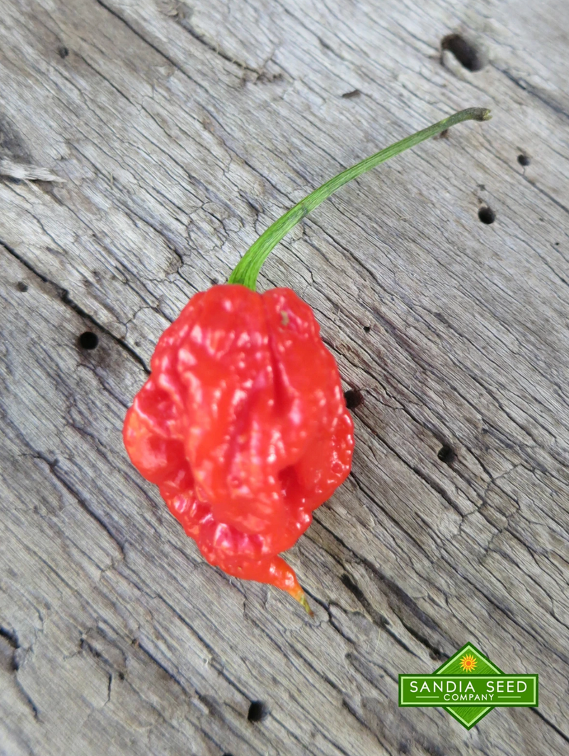 Hottest Pepper 2020: Carolina Reaper

