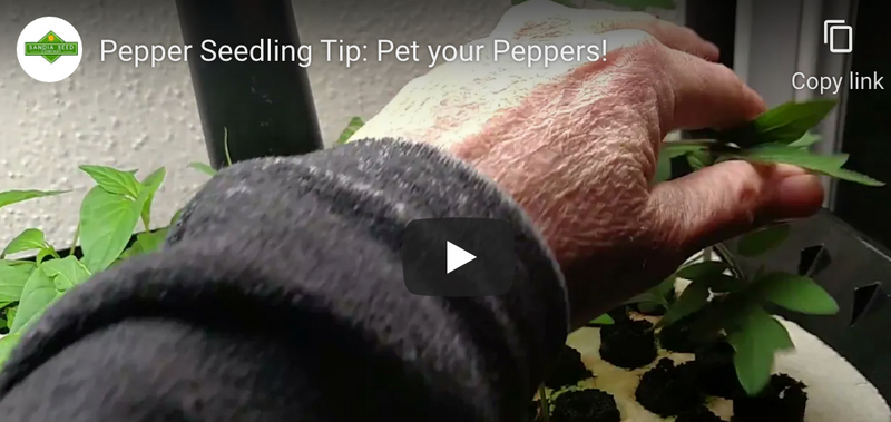 Leggy Seedlings? Pat your pepper seedlings to prevent them from getting leggy
