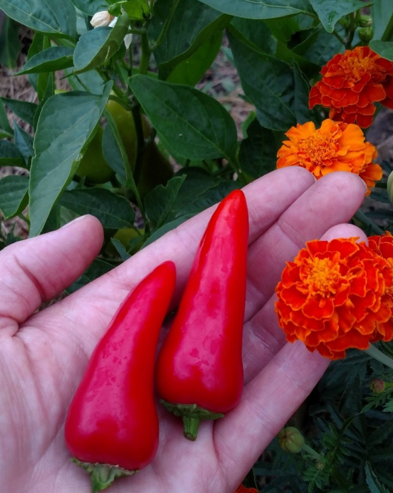 Hot Pepper Companion Plants