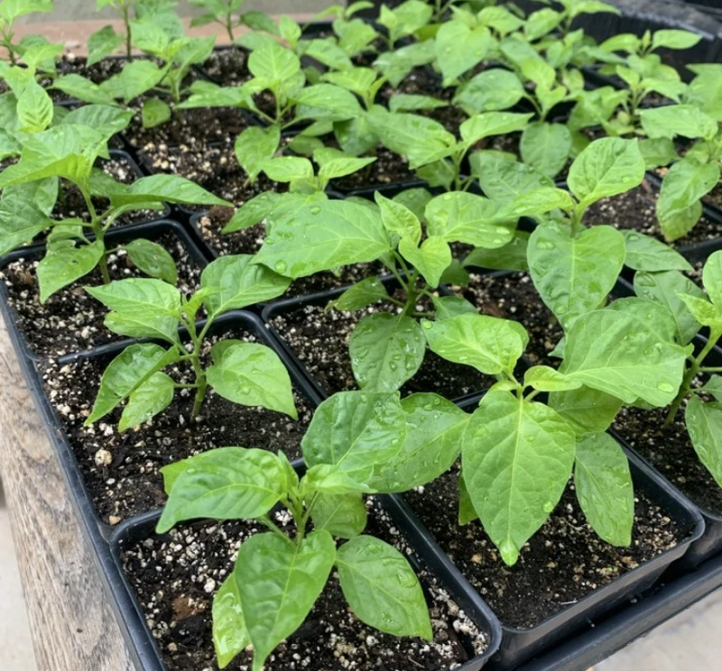 Growing Carolina Reapers - Trays of Reaper plants