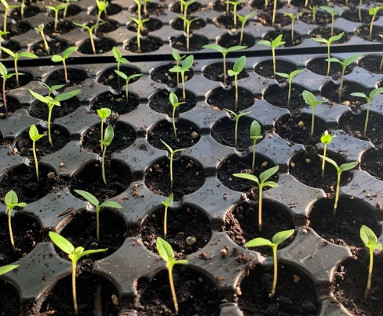 Grow Carolina Reaper Peppers - Part 1 - Starting seeds

