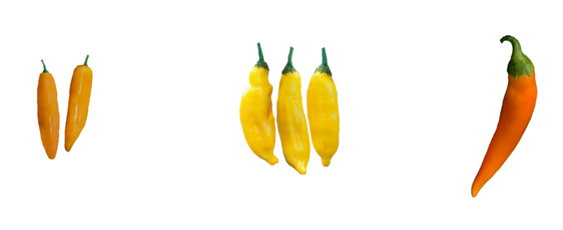 Fruity Hot Peppers - Aji peppers and Bulgarian Carrot Pepper

