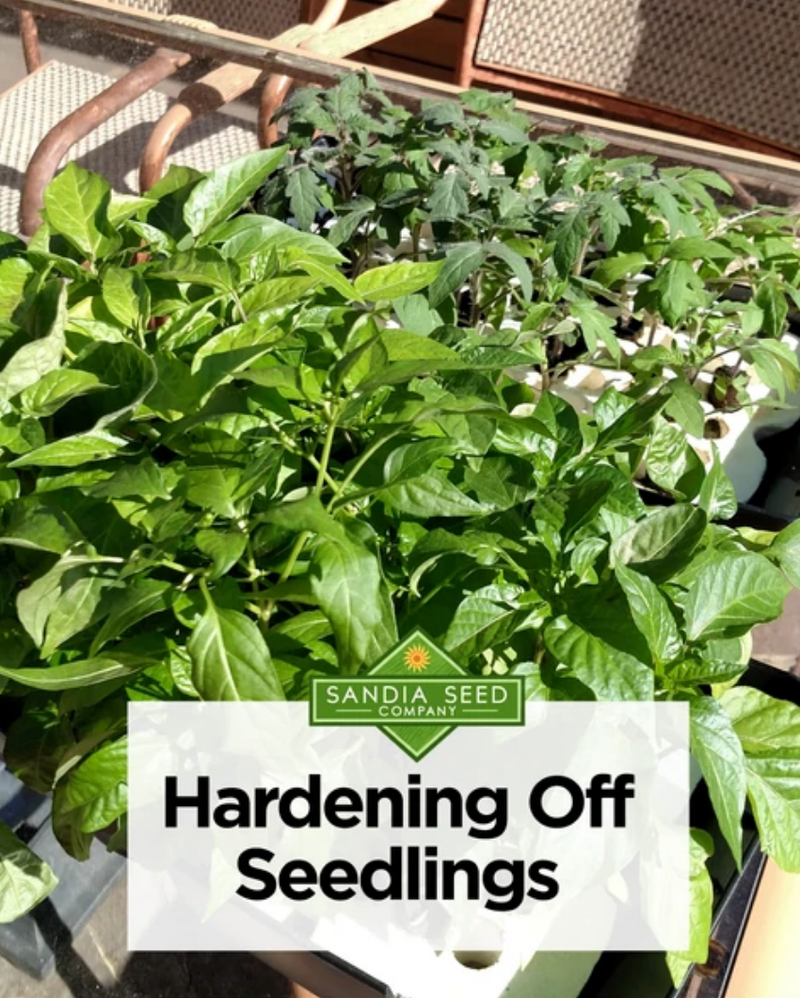 The best way to Transfer Plants - Hardening off Seedlings in the sunlight outside

