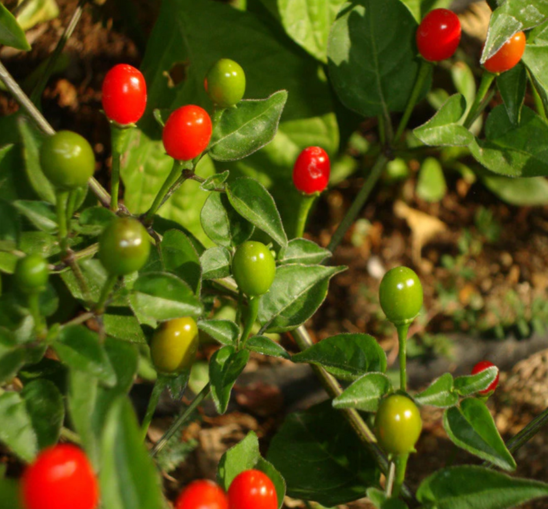Chiltepin Pepper plant

