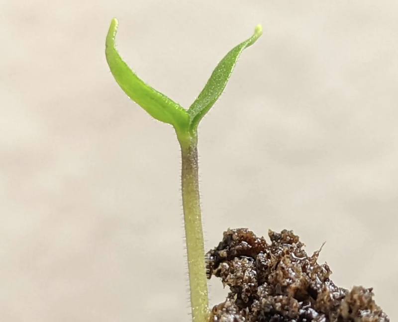 Do some peppers take longer to germinate? This seedling just germinated. 

