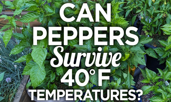 Can peppers survive 40 degree temperatures?