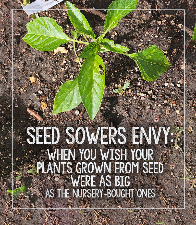 A young plant sprouting from soil, symbolizing growth and patience, with an inspirational quote about planting and nurturing from seed.