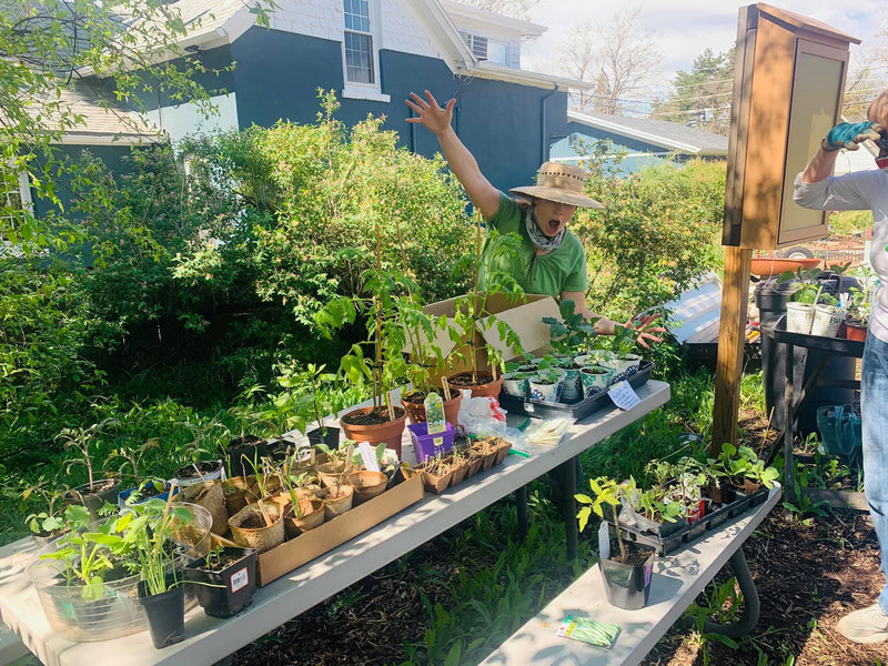 Starting Seeds to Trade at Plant Swaps