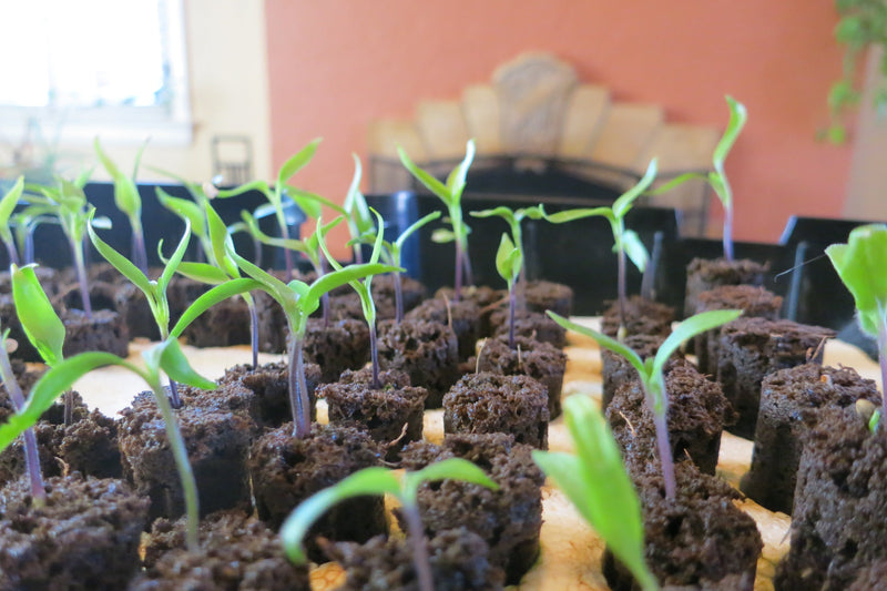 When should I germinate Super Hot Pepper Seeds indoors? Indoor started peppers have a greater chance of success in most growing regions. 

