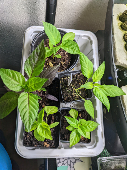 Peppers Growing Slowly?