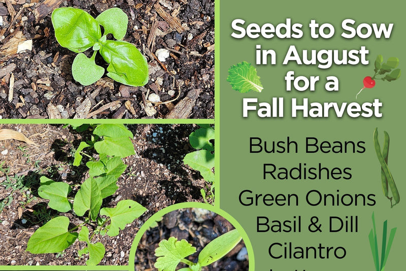 Seeds to Sow in August for a Fall Harvest