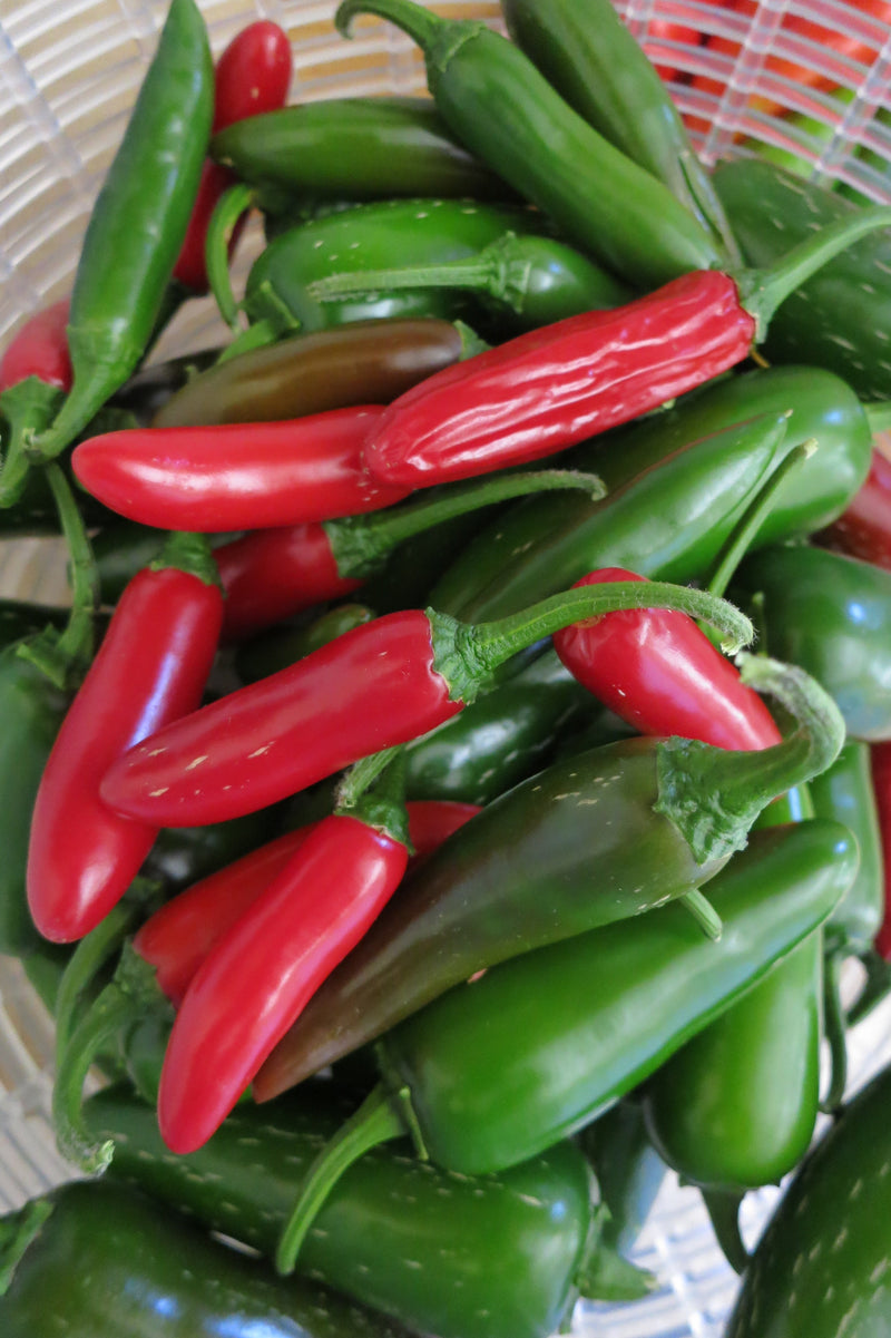Chili Seeds - pile of chiles