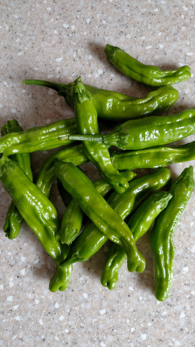 Shishito Seeds in Bulk at Sandia Seed