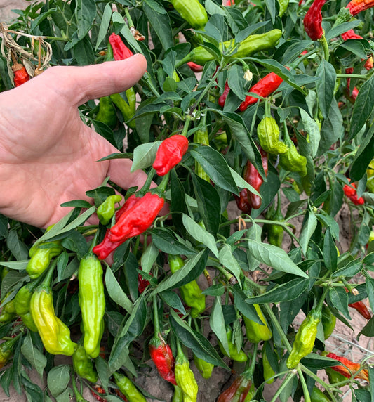 Best Sweet Peppers to Grow
