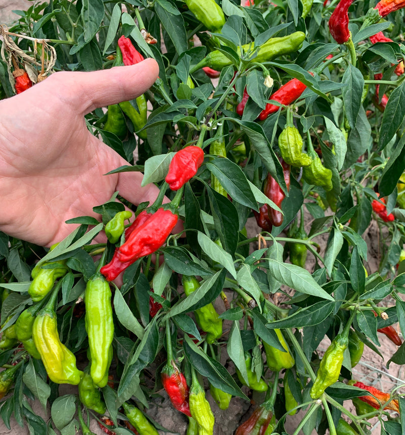 A variety of mild peppers growing on a plant, showcasing green, yellow, and red peppers, ideal for gardening and culinary use.