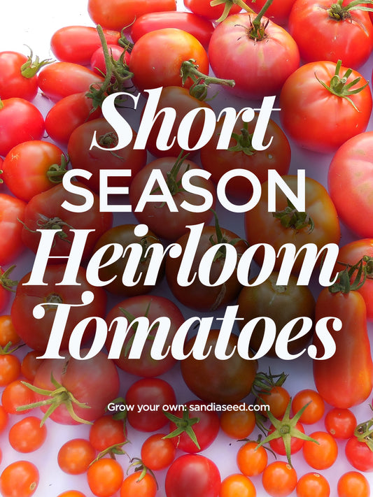 Short Season Heirloom Tomatoes