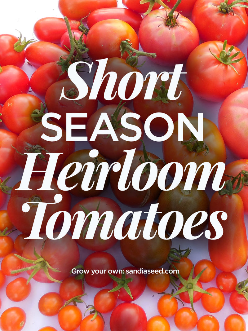 Short Season Heirloom Tomatoes

