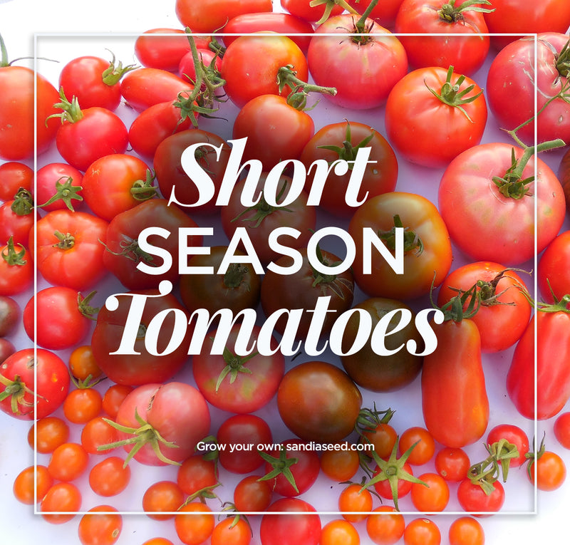Short Season Tomatoes