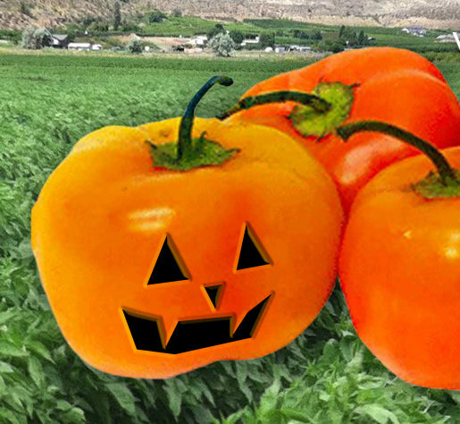 Small Pumpkin Shaped Medium Hot Peppers - Rocoto Peppers


